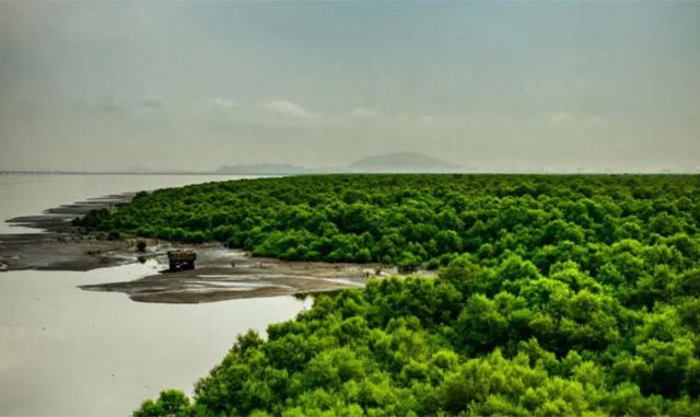 Salav Bridge Alibaug : साळाव पुलाच्या कामामुळे कांदळवन धोक्यात