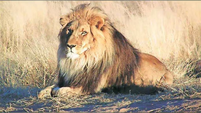 Borivali National Park : बोरिवलीच्या राष्ट्रीय उद्यानात छावा’चे आगमन!