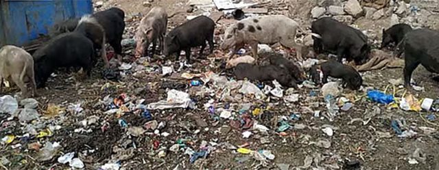 Pune Breaking News : पुण्यात डुकरांच्या मृत्यूसंख्येत वाढ; आढळली ५४ मृत डुकरे!
