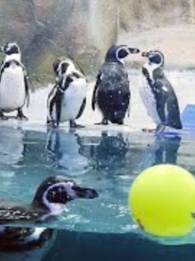 Mumbai Rani Baug Penguin : राणीबागेतील पेंग्विन कक्षाची जबाबदारी पुन्हा हायवे कन्स्ट्रक्शन कंपनीवरच