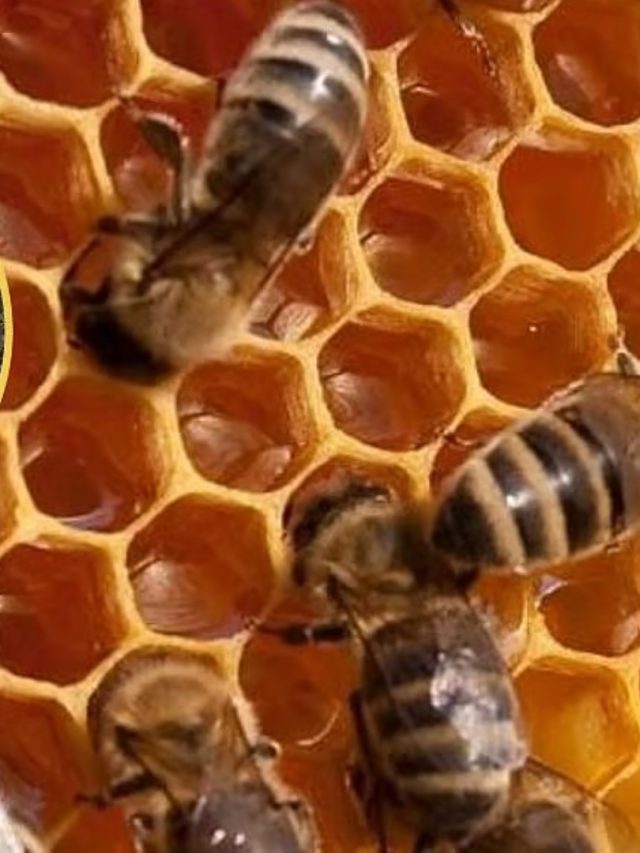 Shivneri Fort Mohal Bees Attack : शिवनेरी किल्ल्यावर आग्या मोहळ मधमाशांचा पर्यटकांवर हल्लाबोल; ५० ते ६० पर्यटक जखमी