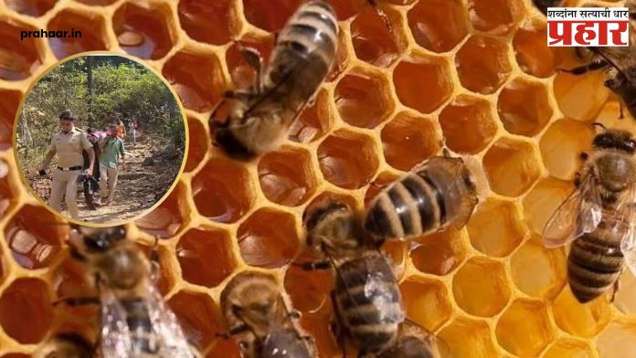 Shivneri Fort Mohal Bees Attack : शिवनेरी किल्ल्यावर आग्या मोहळ मधमाशांचा पर्यटकांवर हल्लाबोल; ५० ते ६० पर्यटक जखमी