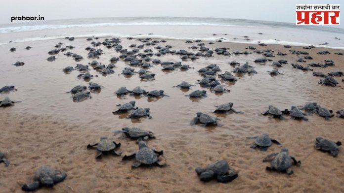 Harihareshwar Olive Ridley : हरिहरेश्वर येथील सागरात झेपावली ऑलिव्ह रिडलेची पिल्ले