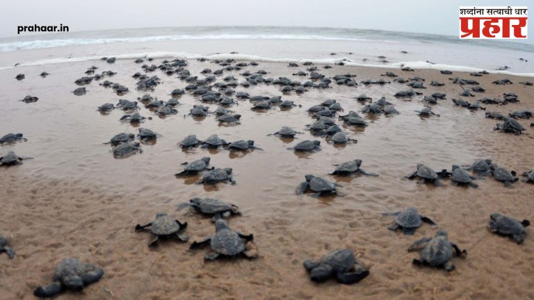 Harihareshwar Olive Ridley : हरिहरेश्वर येथील सागरात झेपावली ऑलिव्ह रिडलेची पिल्ले