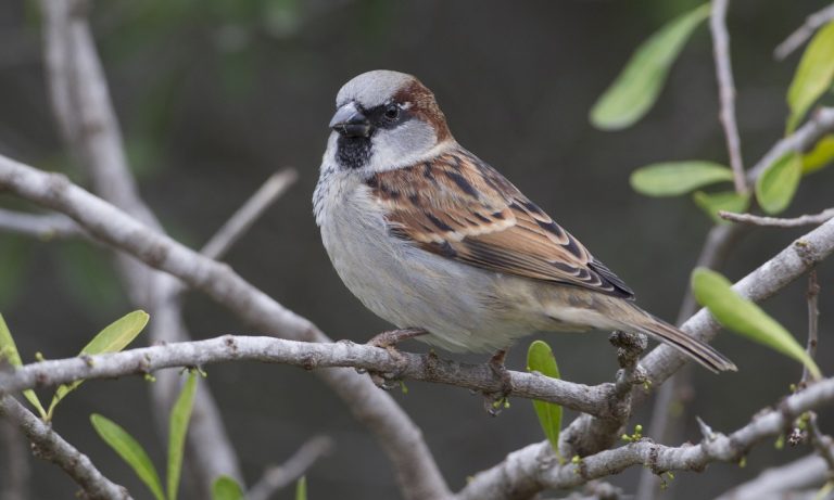 Sparrow : शहरांच्या झपाट्याने होणाऱ्या विस्तारामुळे घटली चिमण्यांची संख्या