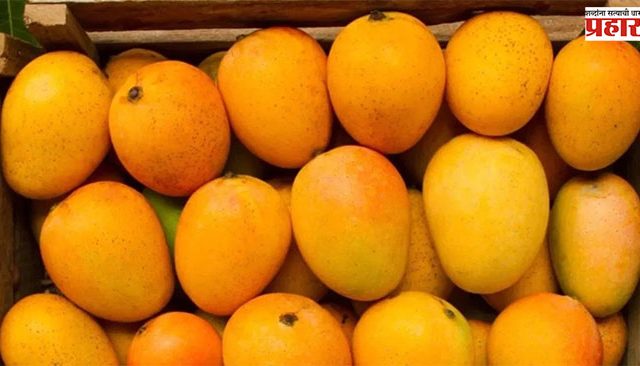 Alphanso Mango : गुढीपाडव्याच्या मुहूर्तावर हापूस आंब्याची यूरोप,अमेरिका स्वारी!