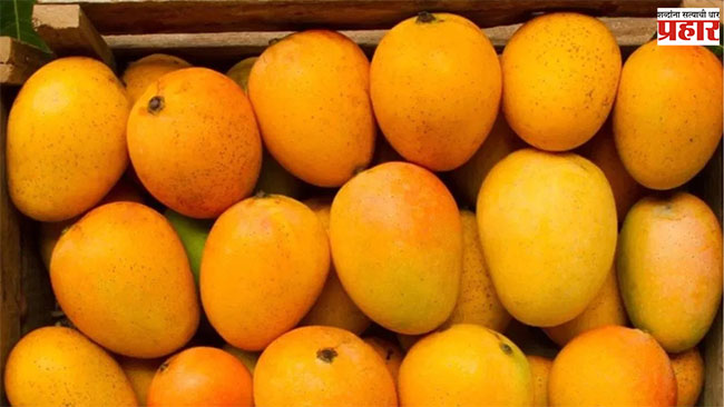 Alphanso Mango : गुढीपाडव्याच्या मुहूर्तावर हापूस आंब्याची यूरोप,अमेरिका स्वारी!