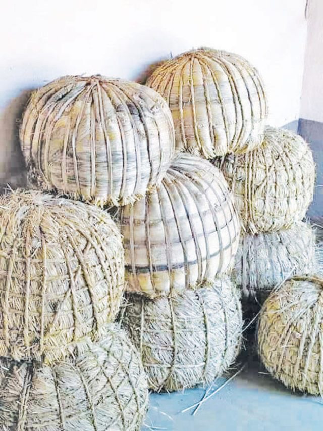 बिवळा (गवताची मुडी)