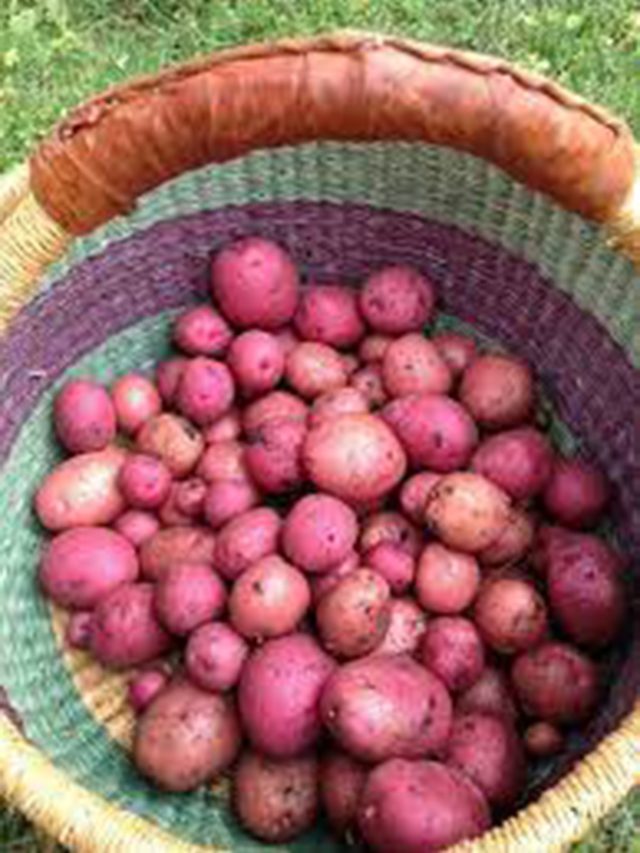 Blue potato : मंचरच्या शेतकऱ्याने पिकविला शुगर फ्री निळा बटाटा