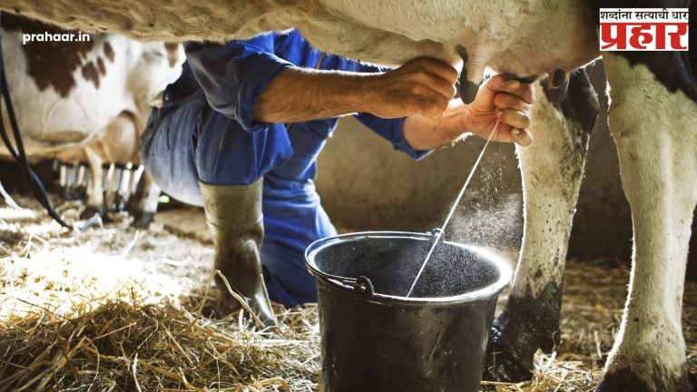 cow milk