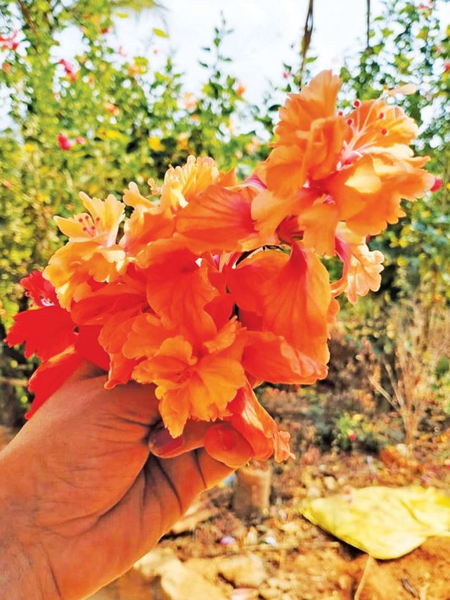 जास्वंदीचा बहर