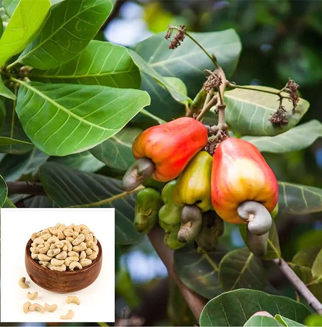 Kokan Cashew Industry : कोकणात काजू उद्योगाचे पुनरुज्जीवन