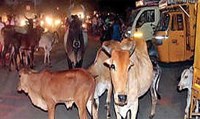 जामखेडमध्ये मोकाट जनावरांची झुंडशाही