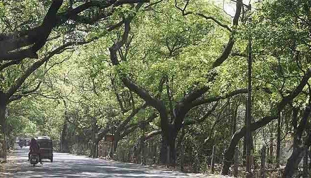 वाढत्या उष्णतेमुळे मुंबईतील झाडांची सर्वे मोहिम