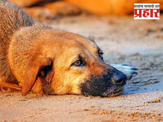 Akola Crime : संतापजनक! विषारी अन्न खायला देऊन २५हून अधिक कुत्र्यांचा बळी