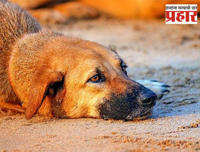 Akola Crime : संतापजनक! विषारी अन्न खायला देऊन २५हून अधिक कुत्र्यांचा बळी