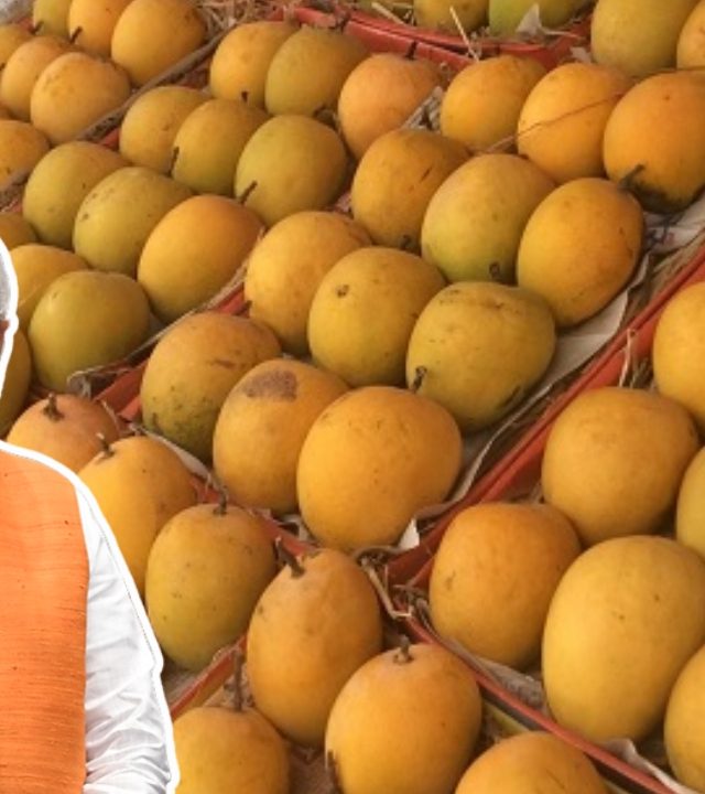 Konkan Hapus : दिल्लीकर कोकणातल्या हापूसची चव चाखणार!