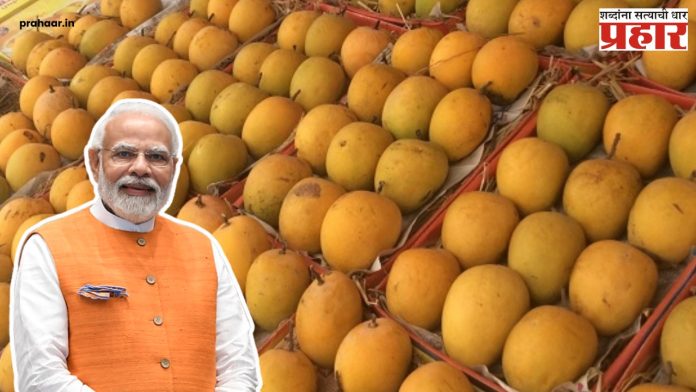 Konkan Hapus : दिल्लीकर कोकणातल्या हापूसची चव चाखणार!