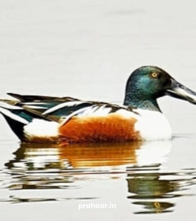 Foreign Birds : छत्रपती संभाजी तलावात आढळला थापट्या बदक