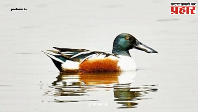 Foreign Birds : छत्रपती संभाजी तलावात आढळला थापट्या बदक
