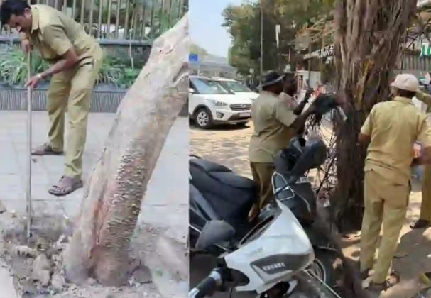 Mumbai : मुंबईत झाडांचे ऑपरेशन, ३३० झाडांची मुळे झाली मोकळी; १६७३ झाडांना केले वेदनामुक्त