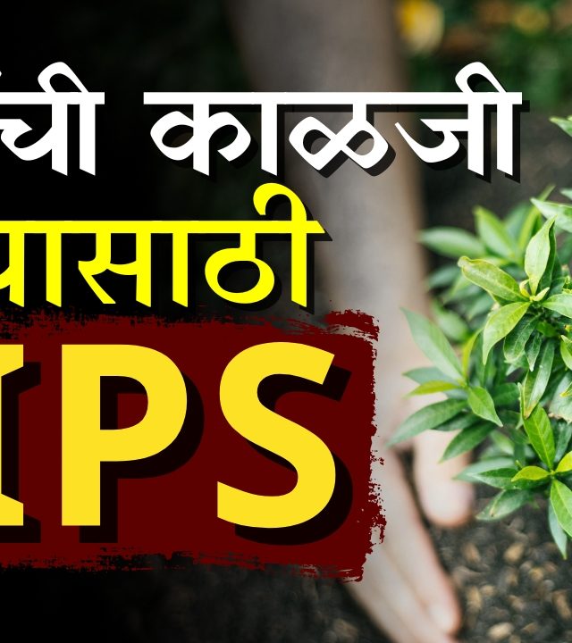 Summer Tree : उन्हाळ्यात घरातील बाग किंवा कुंड्यांना असं ठेवा ताजंतवानं!