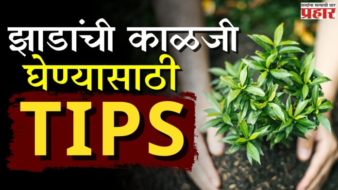उन्हाळ्यात घरातील बाग किंवा कुंड्यांना असं ठेवा ताजंतवानं!