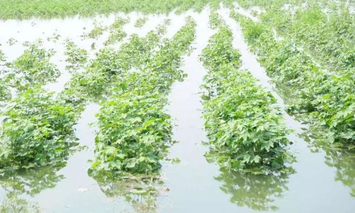 अवकाळीचा शेतक-यांना मोठा फटका; आंबा, द्राक्ष, डाळींब, कांदा, भाजीपाला पिकांचे मोठे नुकसान