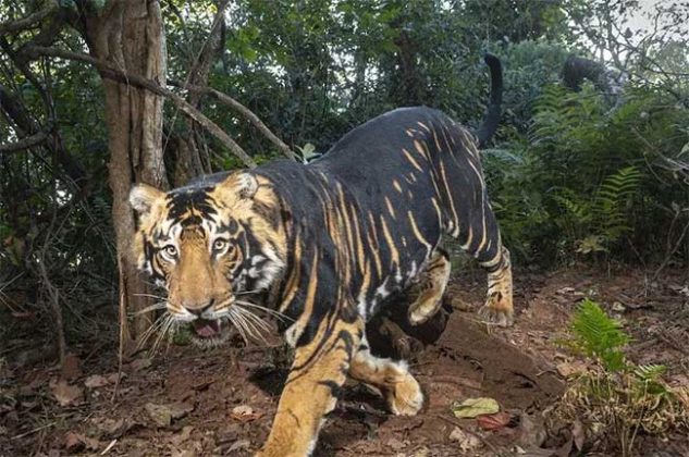 Black Tiger : दुर्मिळ काळे वाघ पाहायचेत; 'या' ठिकाणी नक्की भेट द्या!