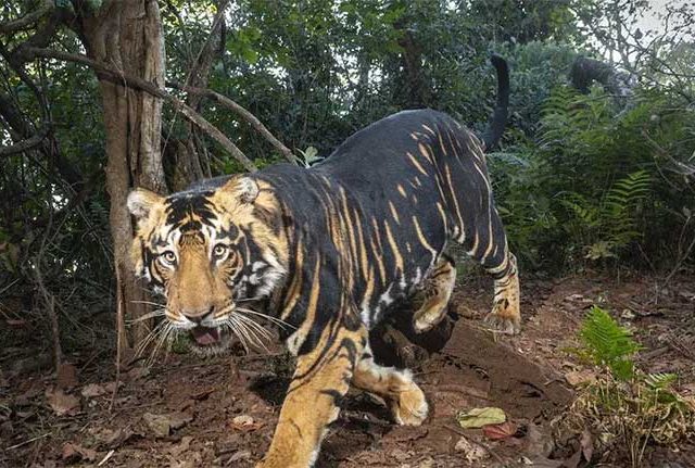 Black Tiger : दुर्मिळ काळे वाघ पाहायचेत; 'या' ठिकाणी नक्की भेट द्या!