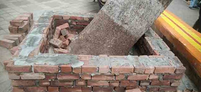 छत्रपती शिवाजी महाराज मैदान परिसरात झाडांभोवती कठड्यांचे बांधकाम