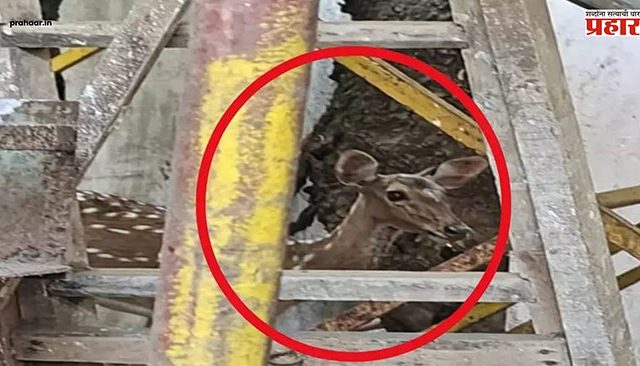 Thane News : ठाण्यातील रस्त्यांवर हरीणाची एंट्री!