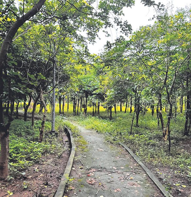 महानगरात जंगल फुलवणारी असीम