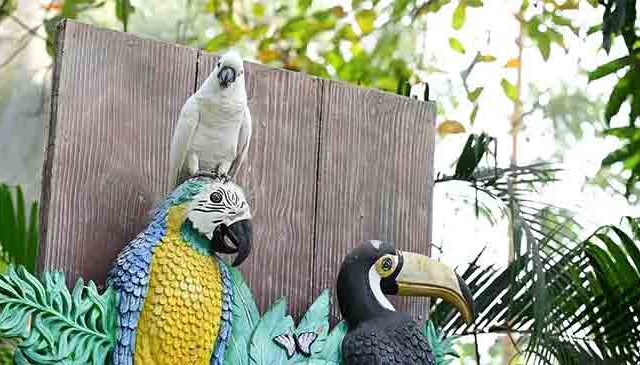 गोराईमधील पक्षी उद्यान पुन्हा खुले