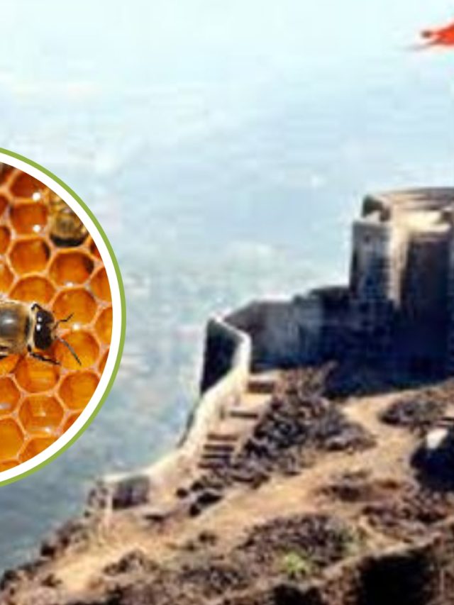 Shivneri Fort : शिवनेरी किल्ल्यावर मधमाशांचा पाचव्यांदा पर्यटकांवर हल्ला!