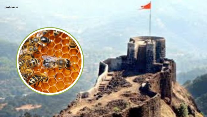 Shivneri Fort : शिवनेरी किल्ल्यावर मधमाशांचा पाचव्यांदा पर्यटकांवर हल्ला!