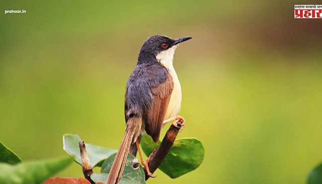 राखी वटवट्या