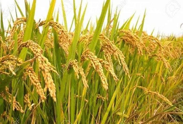 रत्नागिरी-आठ भाताची कोकणात मोठी क्रेझ!