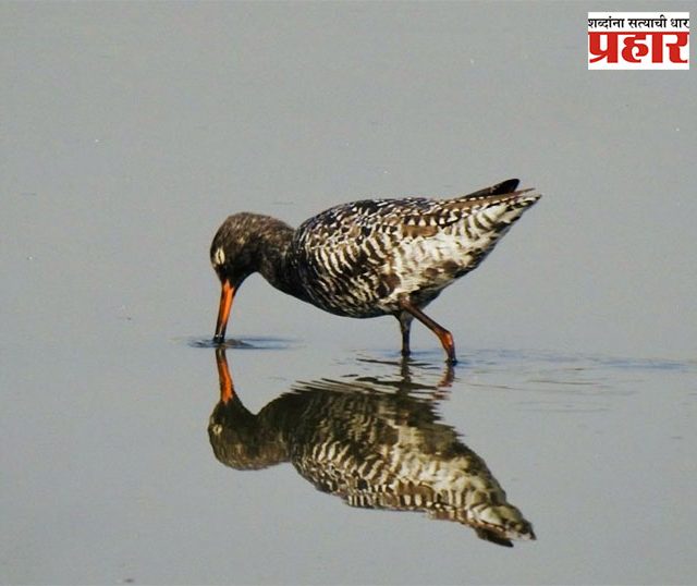 Thane News : ठाणे पूर्वेतील मिठागरात आलाय ठिपक्यांचा टिलवा!