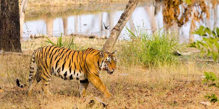 महाराष्ट्र वाघांसाठी ‘यमलोक’, राज्यात चार महिन्यांत २० वाघांचा मृत्यू