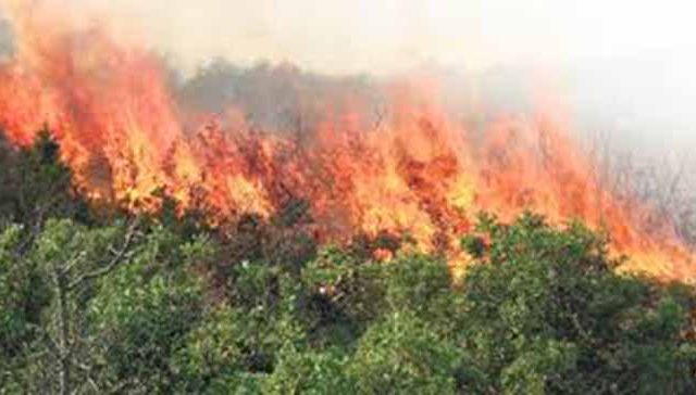 Raigad: रायगड जिल्ह्यात वणव्यांमुळे तीन हजार हेक्टर वनक्षेत्राची हानी