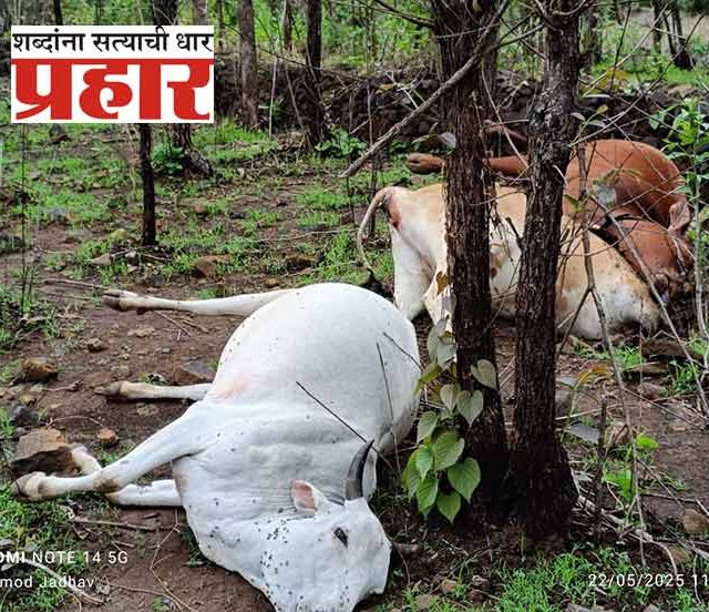 माणगांवमध्ये विजेच्या शॉकने ४ गुरे दगावली!