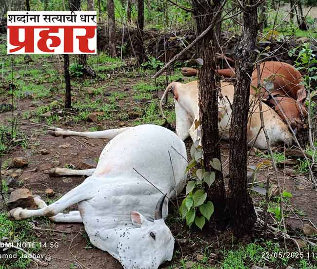 माणगांवमध्ये विजेच्या शॉकने ४ गुरे दगावली!