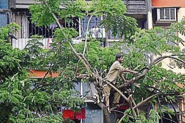 खासगी हद्दीतील फांद्यांची छाटणी महापालिका करणार