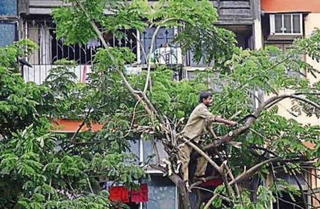 खासगी हद्दीतील फांद्यांची छाटणी महापालिका करणार