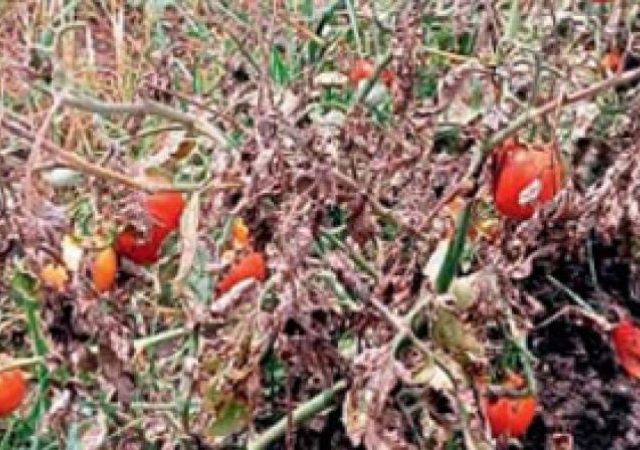 Tomato Crop Damaged: विठेवाडी शिवारात वीज पडून टोमॅटो रोपाचे नुकसान