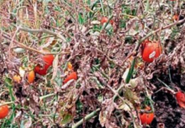Tomato Crop Damaged: विठेवाडी शिवारात वीज पडून टोमॅटो रोपाचे नुकसान