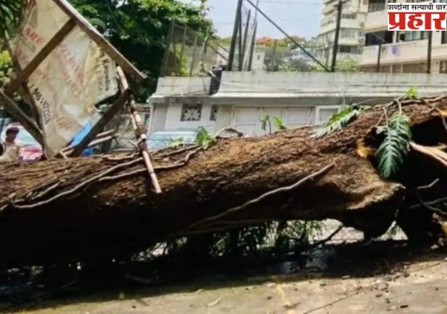 Mumbai Rain: मुंबईत पावसाचा पहिला बळी; विक्रोळीत झाड कोसळून तरुणाचा मृत्यू