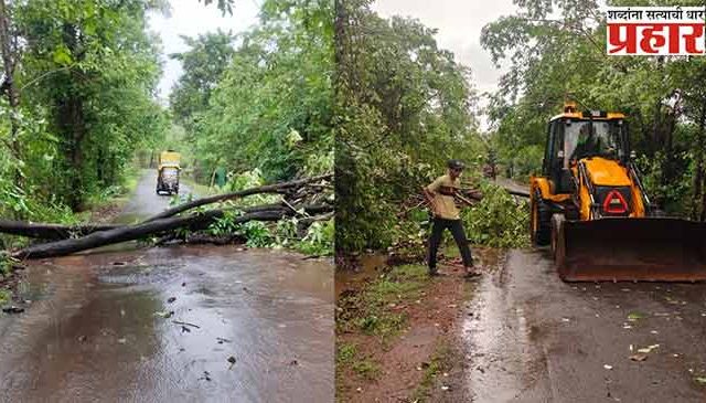 कापडे–कामथे रस्त्यावर झाड कोसळले; आपत्ती निवारण यंत्रणेकडून वाहतूक पूर्वपदावर