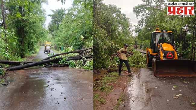 कापडे–कामथे रस्त्यावर झाड कोसळले; आपत्ती निवारण यंत्रणेकडून वाहतूक पूर्वपदावर